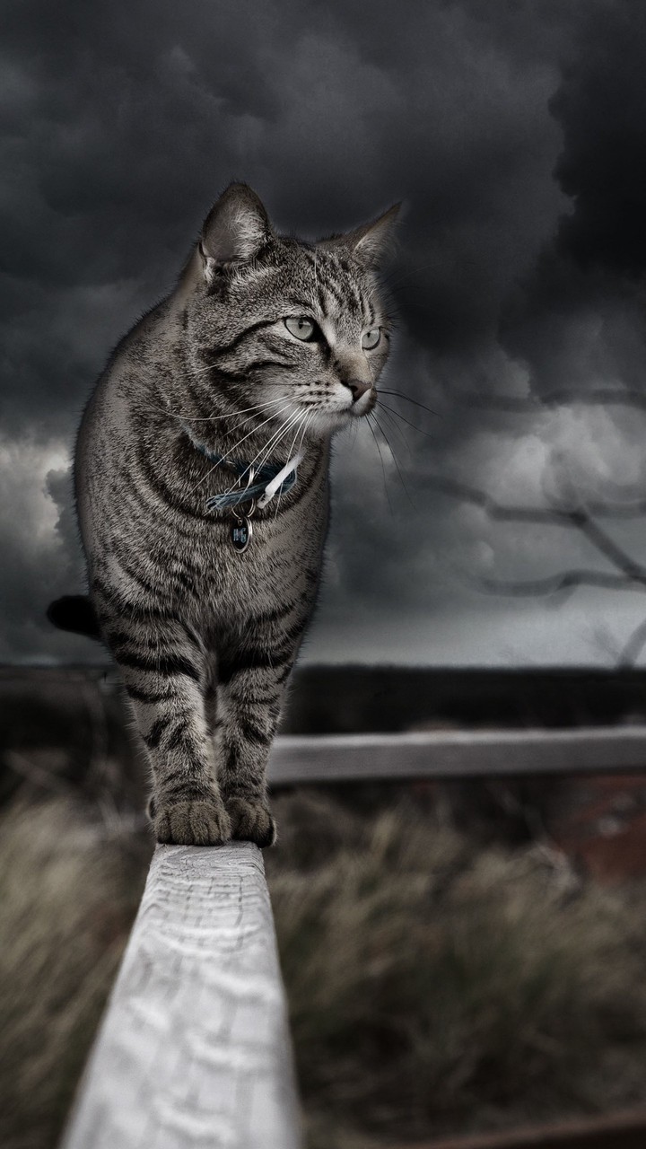 Manolo