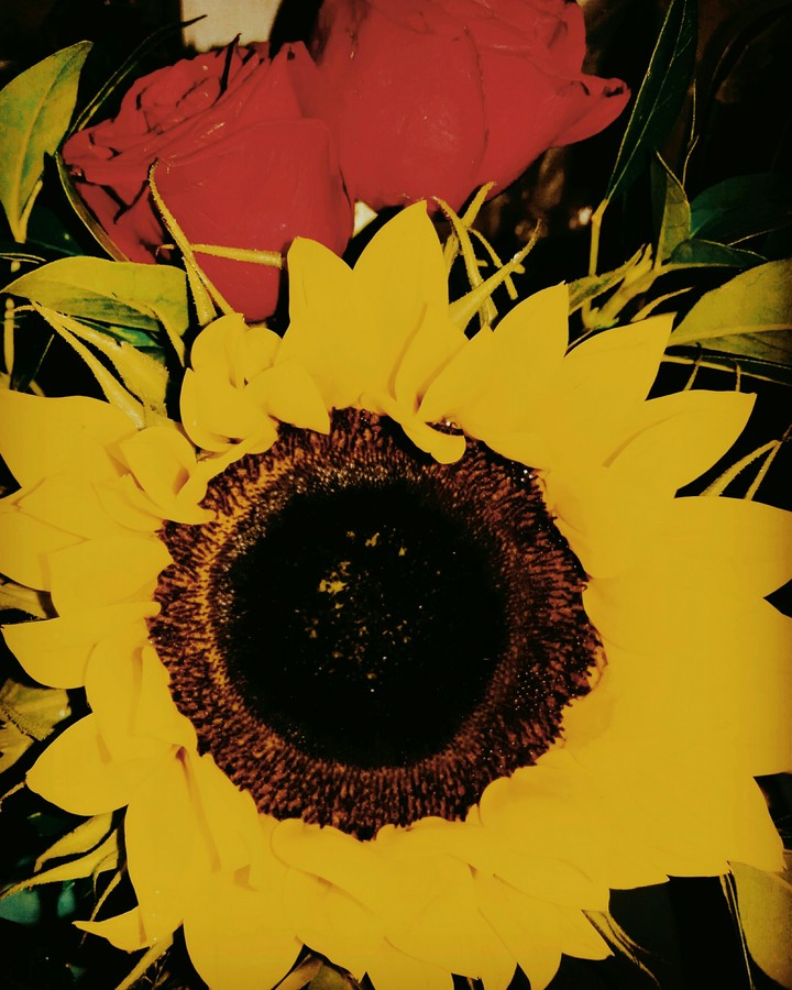 Girasol