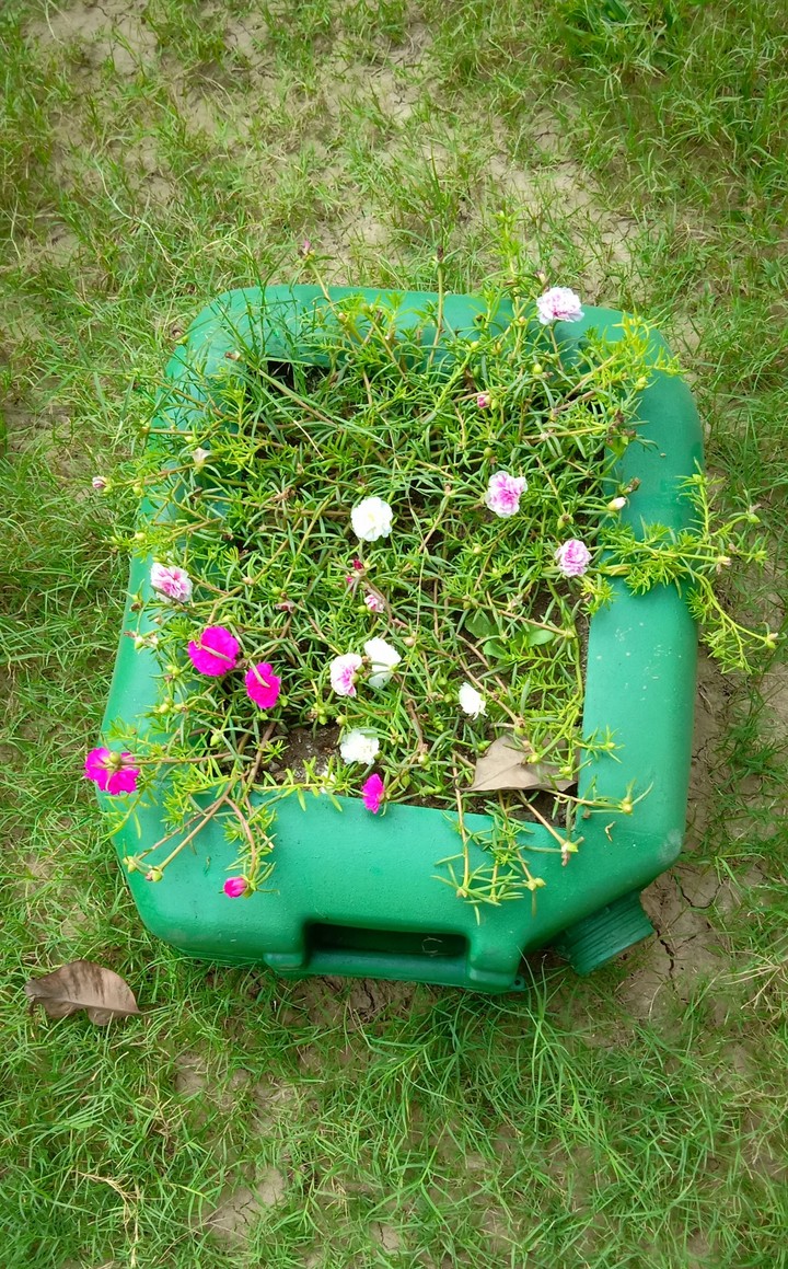 Mix flower