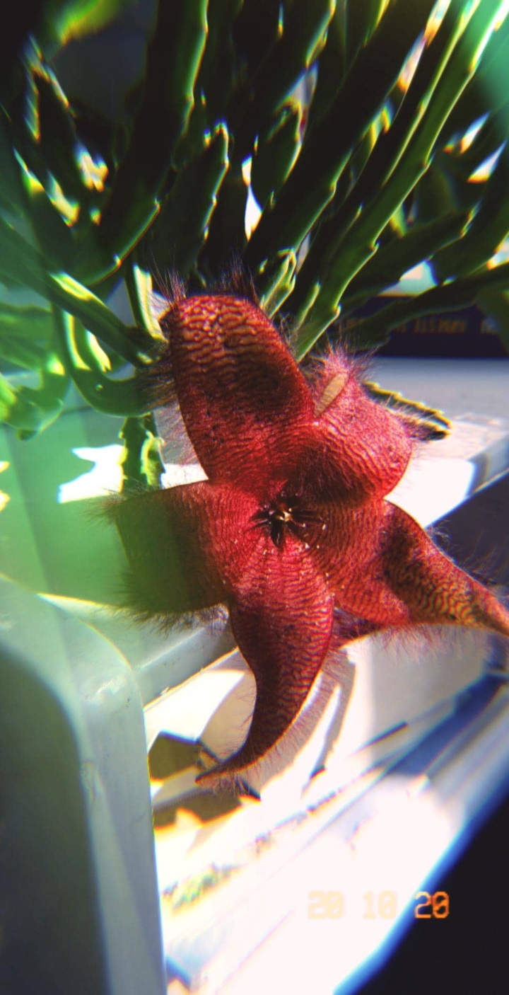Flower