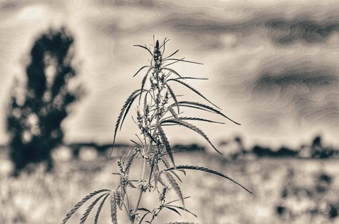 Marijuana