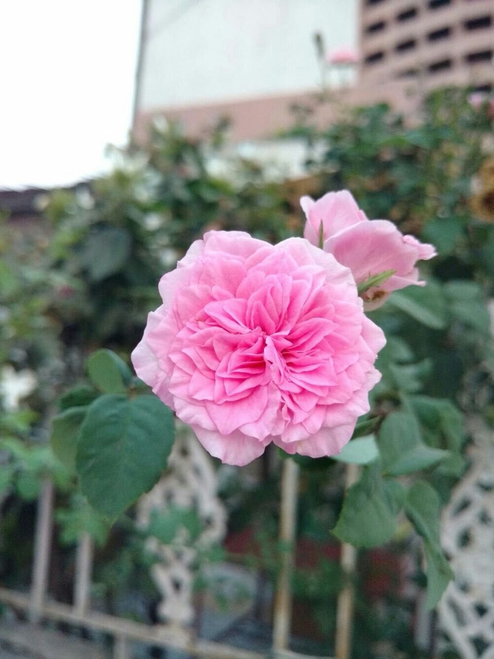 Pink Rose