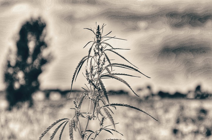 Marijuana