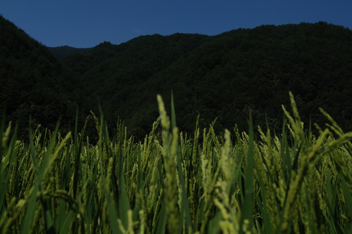Asia