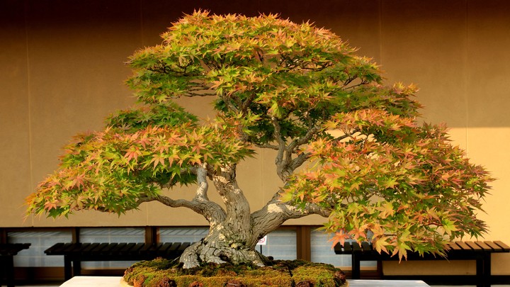 Acer Bonsai