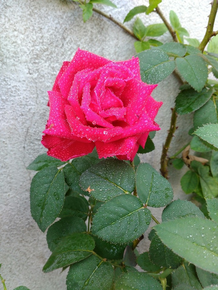 love u rose