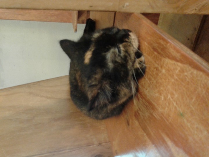 cat