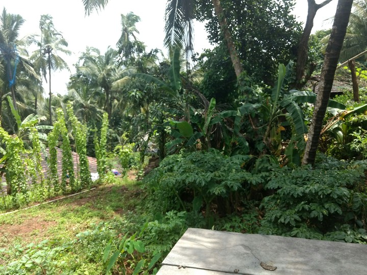 green green