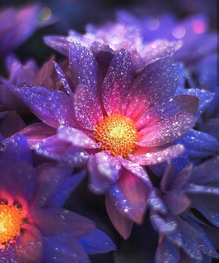 blossom 