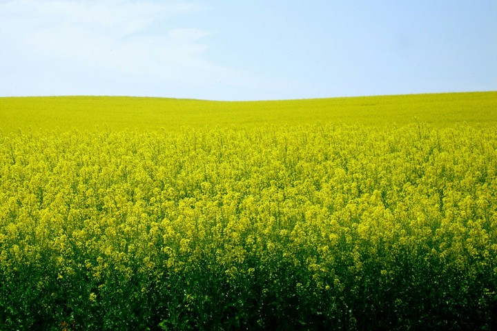 mustered plant
