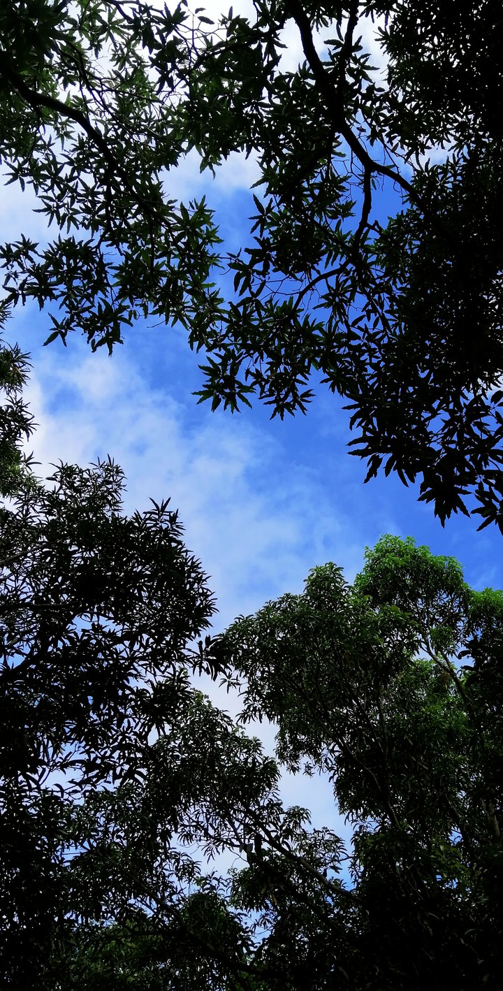 calmtree