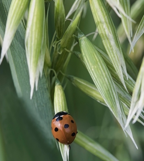 pollinator, parasitism háttérképek