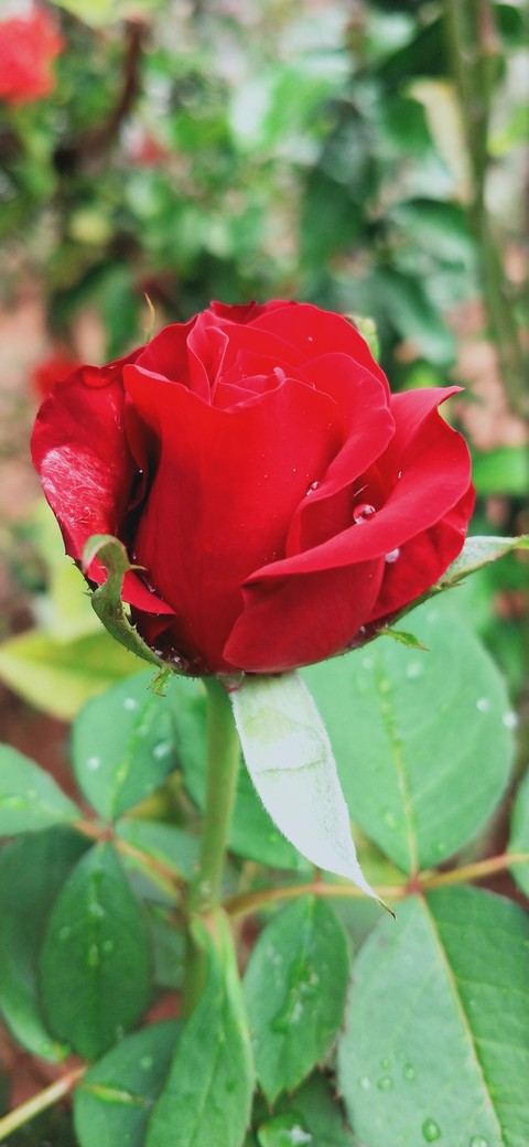 red queen
