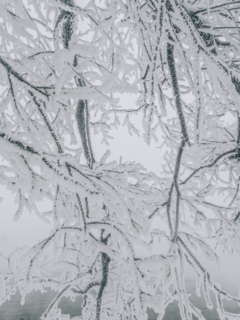 Snow Siberia