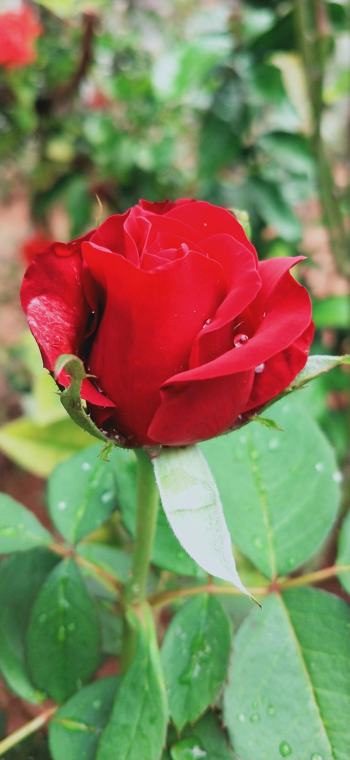 red queen