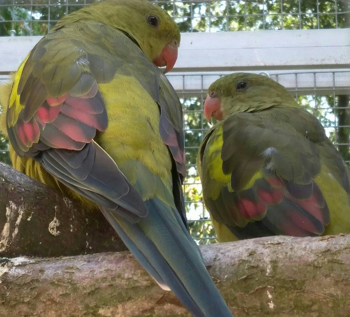 birds