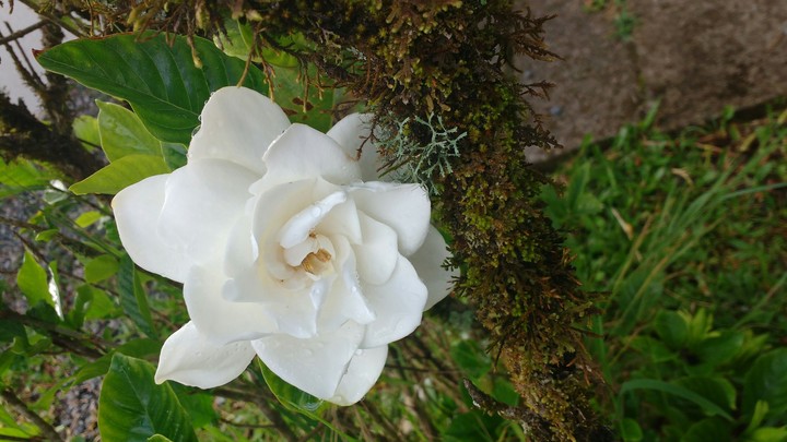 Flor
