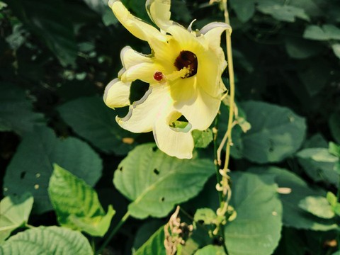 Bud
