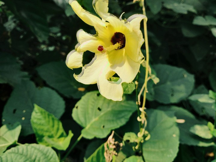 Bud