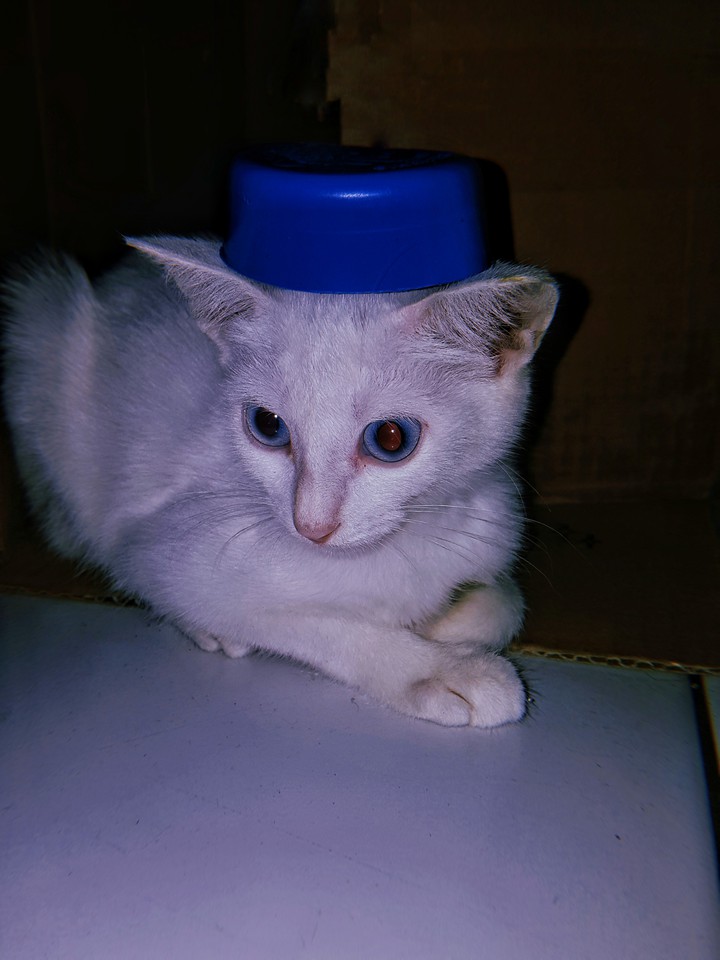 My Cat