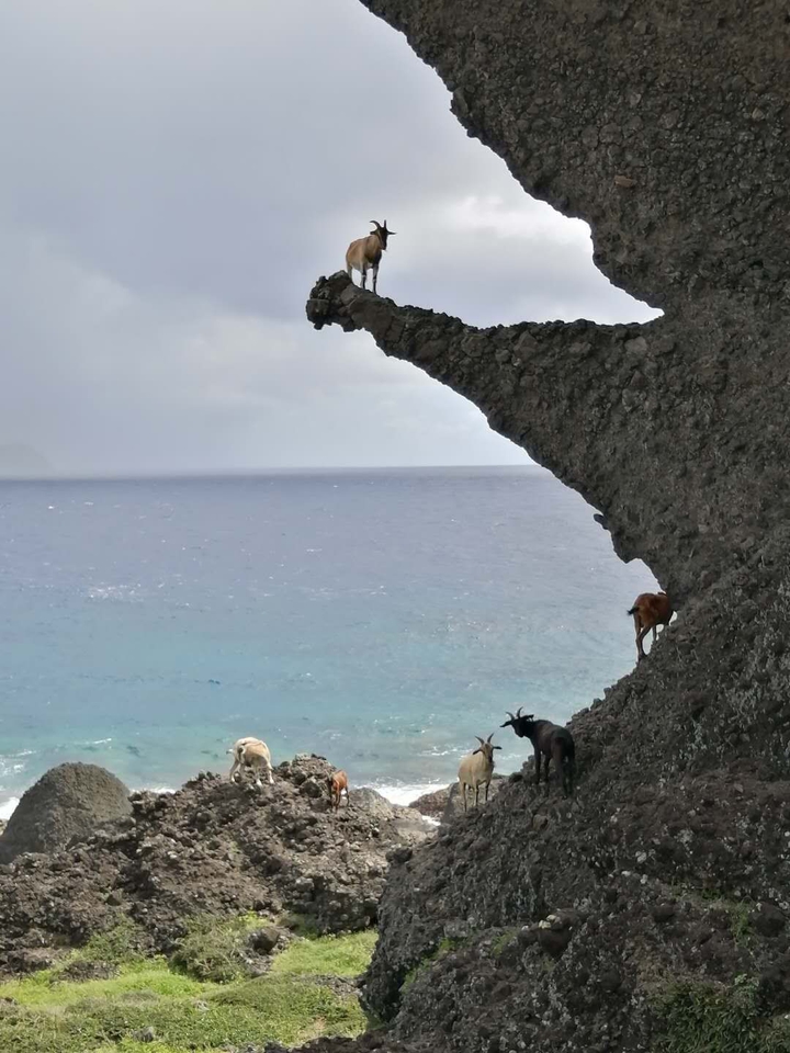 #goat#coast