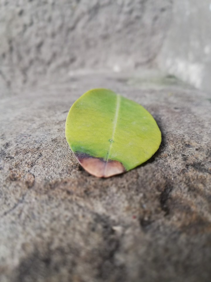 leaf