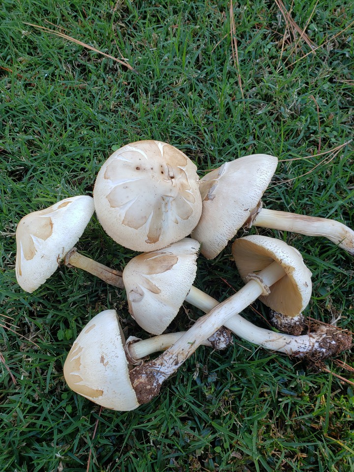 Mashroom style