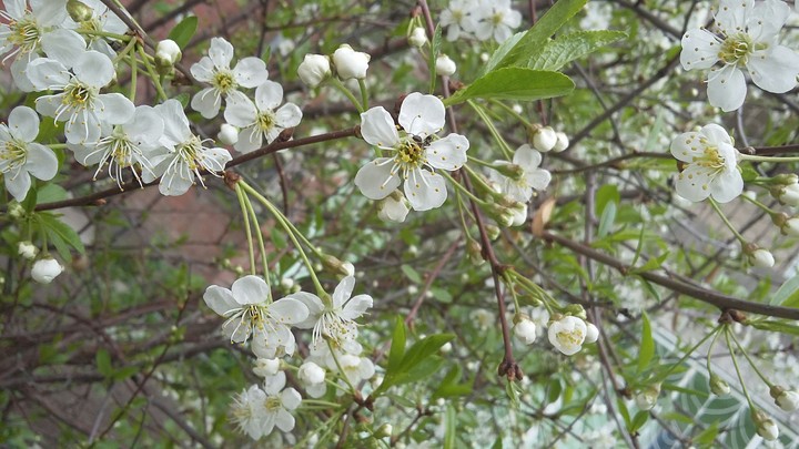 Blossom