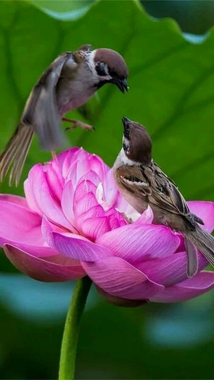 bird with flwoer