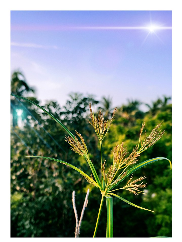 tree