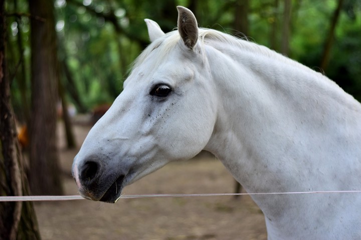 White Horse...
