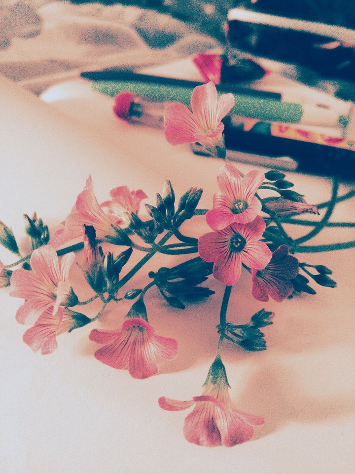 wild flowers