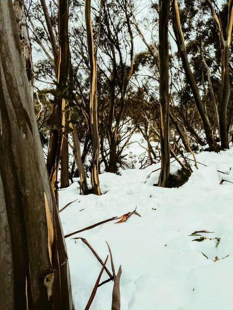 snow