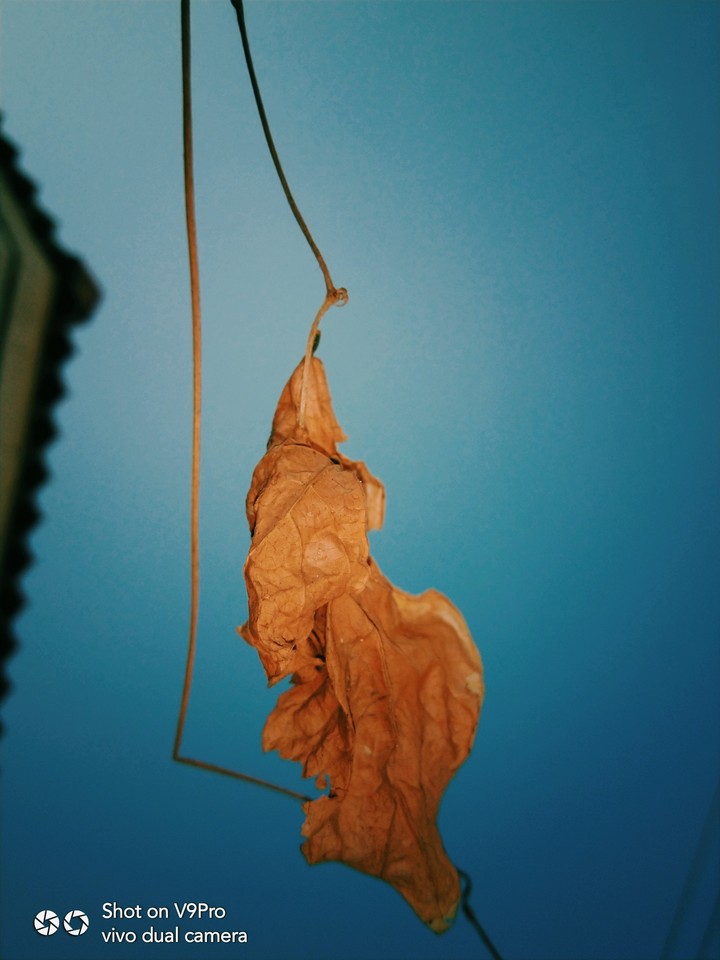 leaf