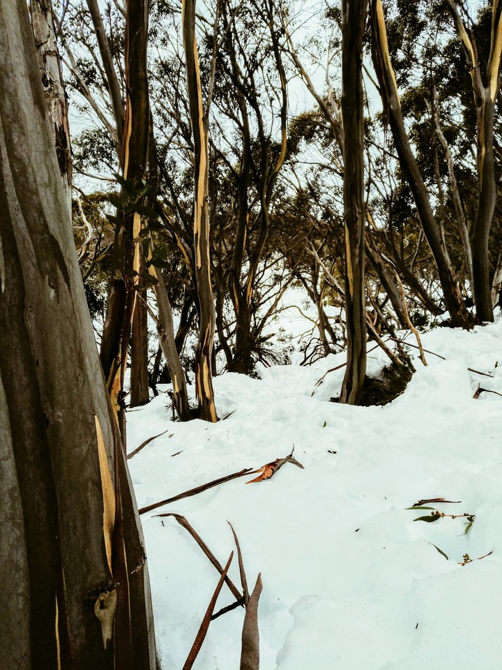 snow