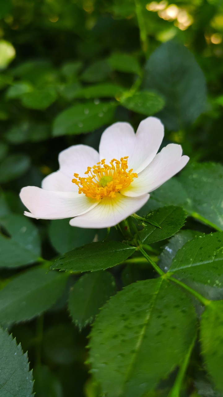 Rosehip blooms