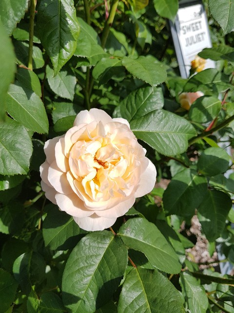 Sweet Juliet rose