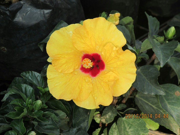 yellow shoe flower