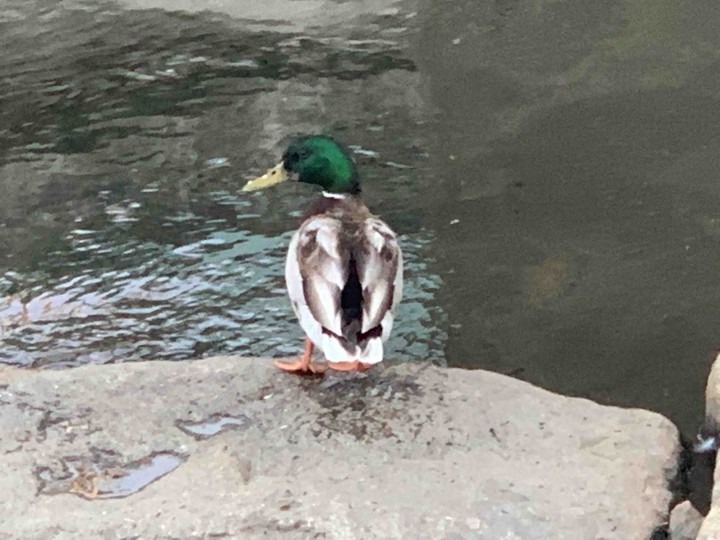 오리