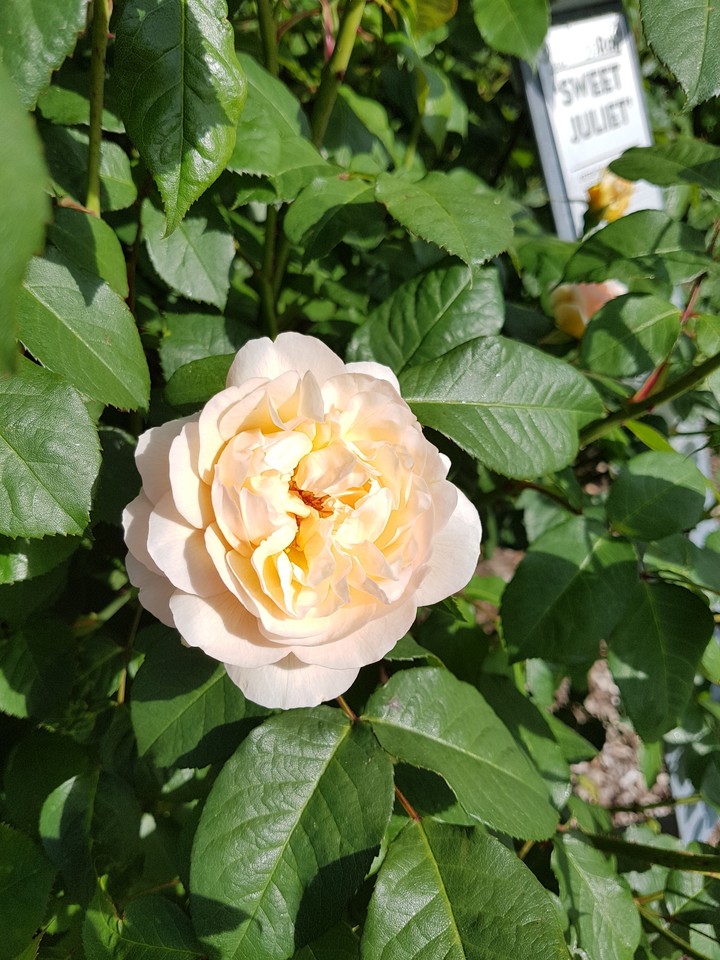 Sweet Juliet rose