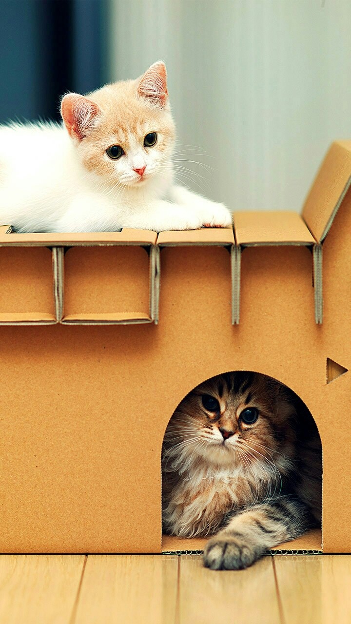 lovely cat