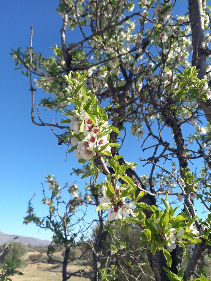 Spring is coming