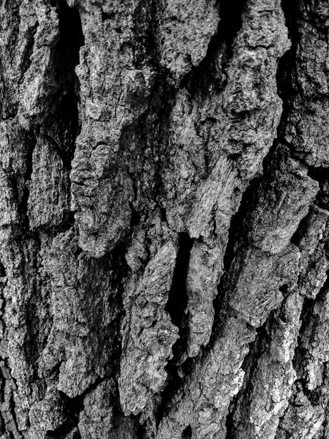 Old Tree 1