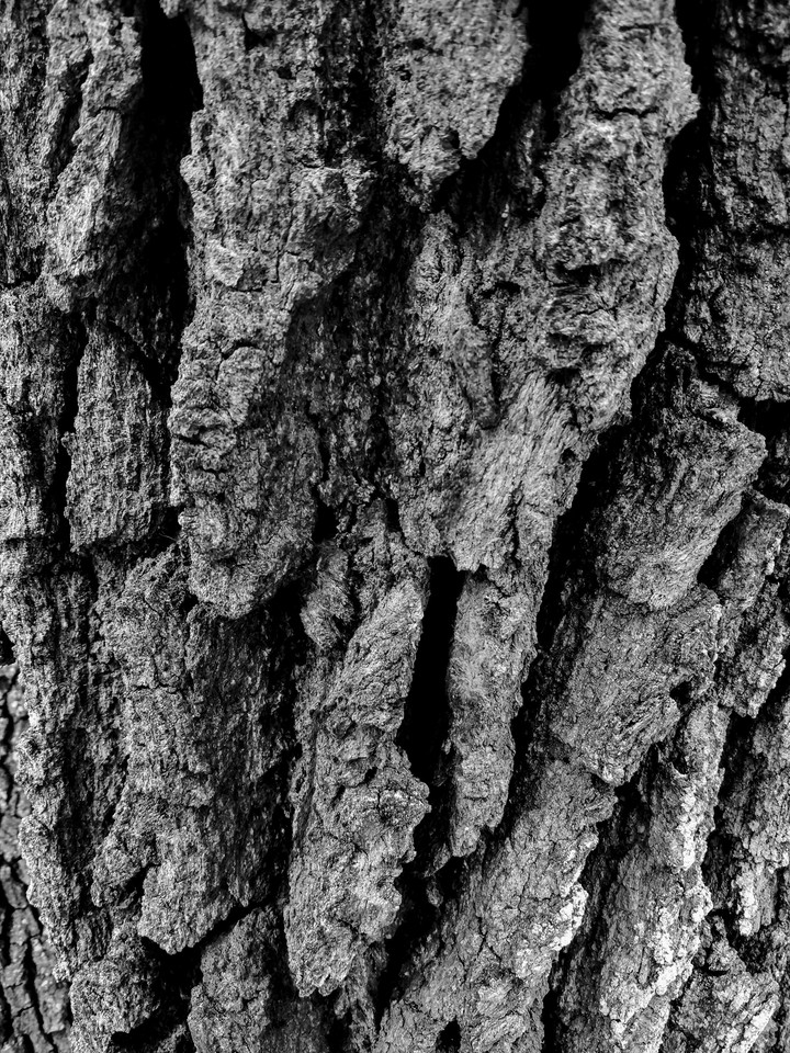 Old Tree 1