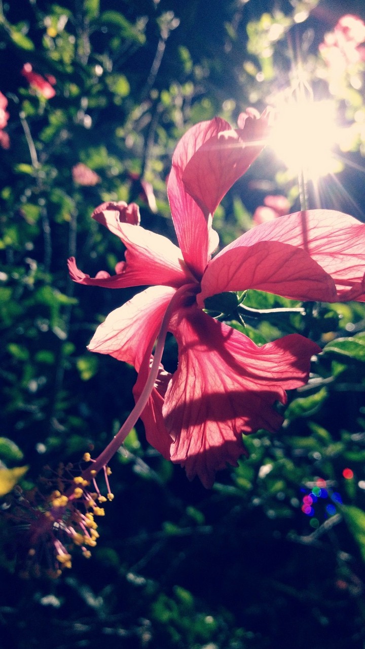 Hibiscus at Night