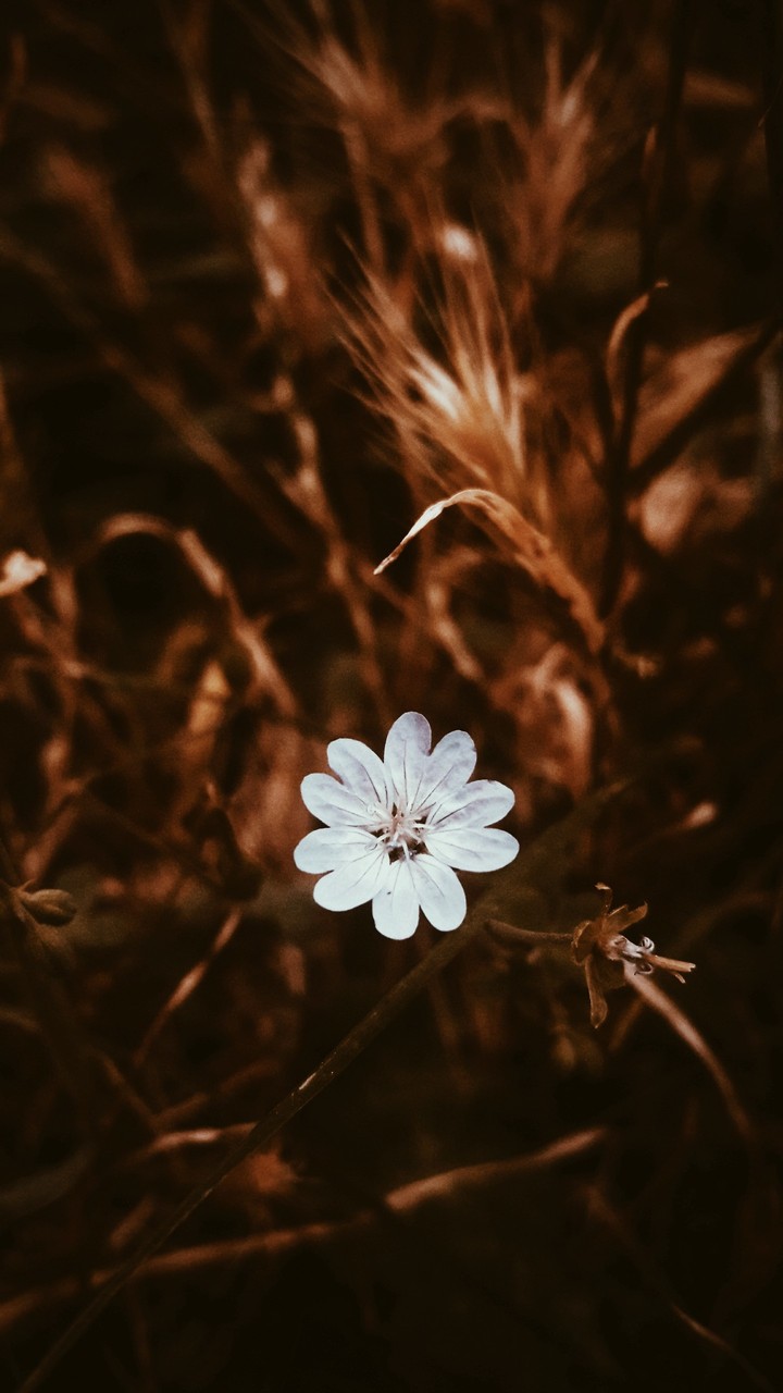 flower