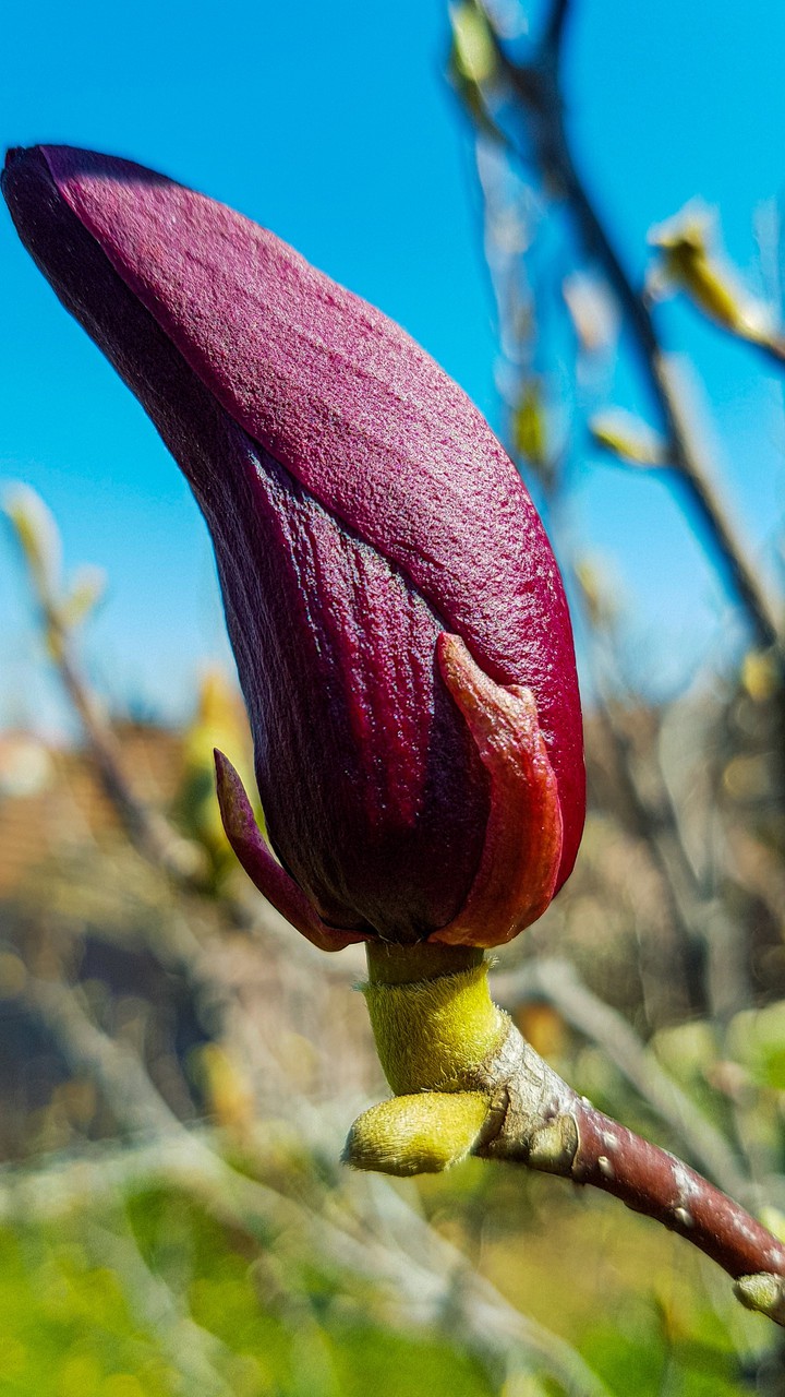 bud