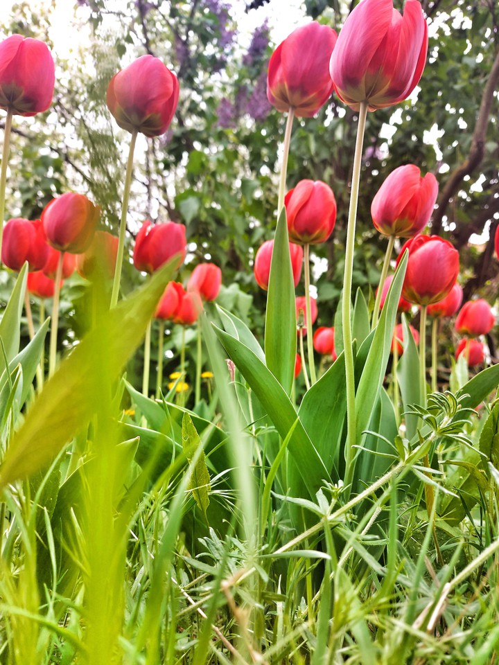 tulips ?