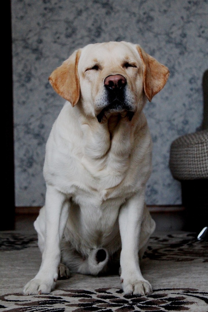 Labrador Marley