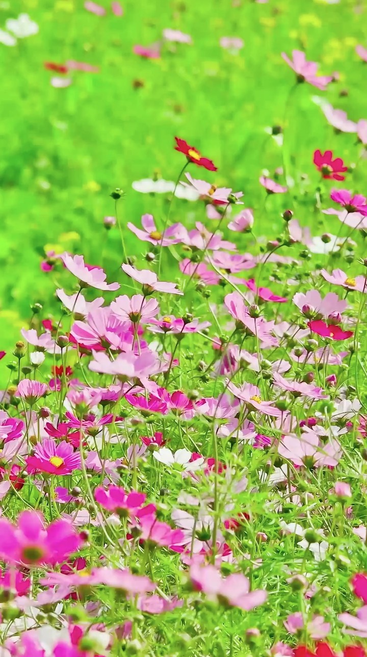 Cosmos